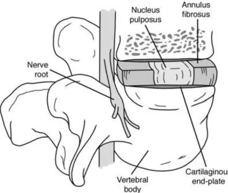 Figure 1 Anatomical structure of intervertebral disc. Reused from Raj et al. 2008 with  the permission of John Wiley and Sons Publisher [11]