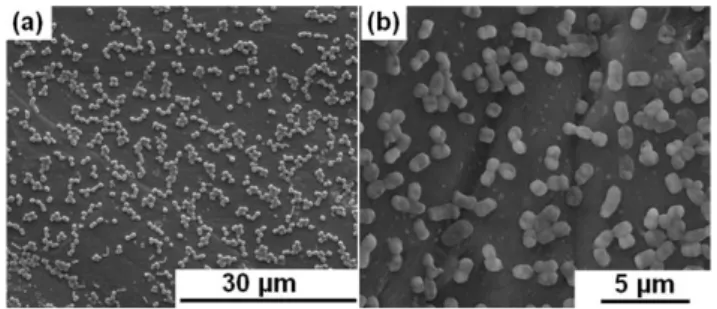 Figure  5:  General  morphology  of  Acinetobacter  calcoaceticus  STB1  under  Scanning  Electron  Microscope  (SEM)  at  5000X  (a)  and  15000X  (b)  magnification