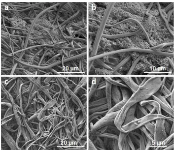 Figure  17:  SEM  micrographs  of  STB1  immobilized  pCA  nanofibers  after  7  days  of  incubation  at  (a)  4000X  and  (b)  8000X;  and  bacteria  detached  pCA  nanofibers at (c) 4000X and (d) 20000X magnification