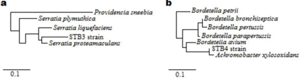 Figure  20:  Phylogenetic  trees  of  (a)  STB3  and  (b)  STB4  strains  according  to  16S rRNA gene sequencing analysis