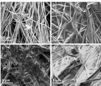 Figure 22: SEM micrographs of (a-c) nCA and (b-d) pCA nanofibers showing  immobilization of STB3 cells onto (a) nCA nanofibers and (b) pCA nanofibers; 