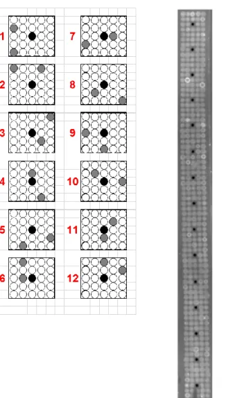 Figure 2.1: Spotting Patterns of Clones and Example of Protein Array. In the left side of  figure spotting patterns were showed
