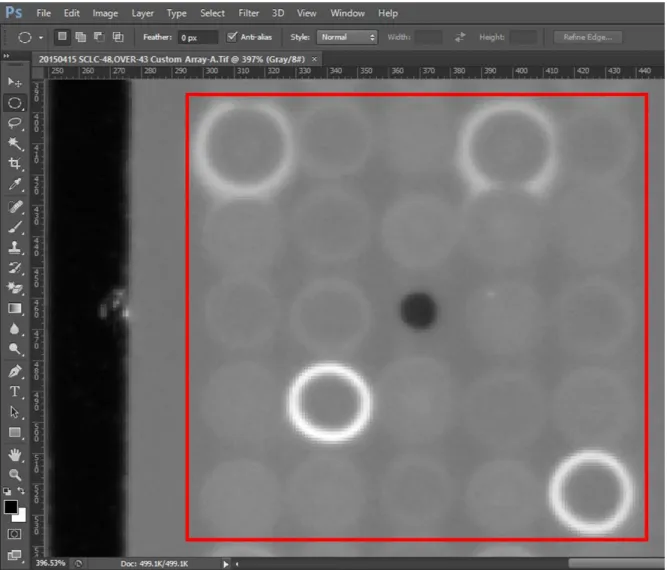 Figure 2.2: Protein Array Result. Picture of protein array screening result was opened by  using Adobe Photoshop CS6