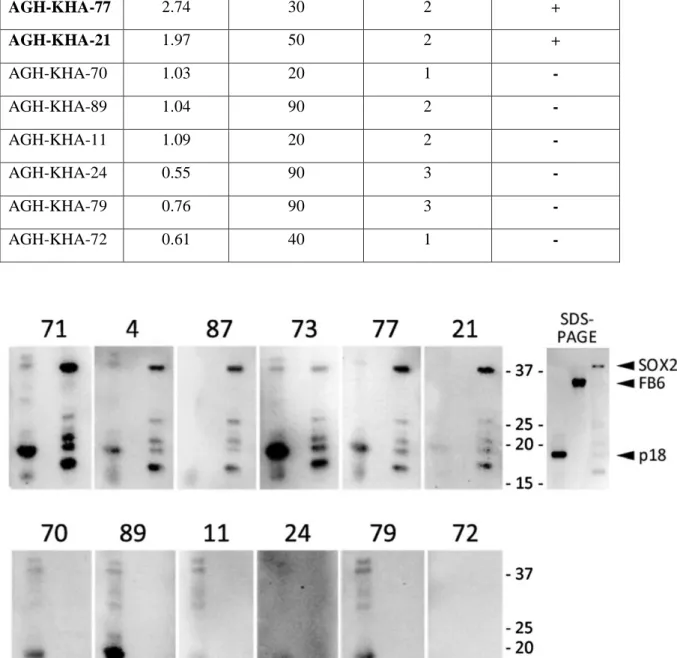 Figure 3.4: SOX2 Western Blot Results for Confirmation of anti-SOX2 Antibody ELISA  Data