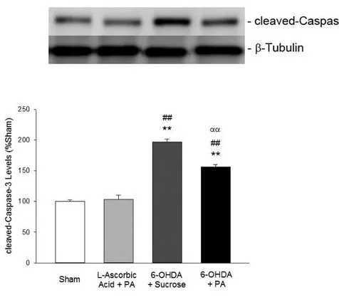 Figure  2.  17  Levels  of  cleaved-Caspase-3  analyzed  by  Western  blot.  Data  were  expressed as mean ± sem