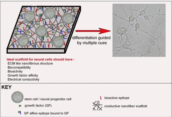 Figure  1.2.  Bioactive  scaffold  design  for  neural  differentiation  of  stem  cells
