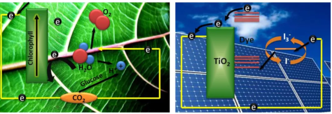 Figure  2.1:  Light  conversion  analogy  between  photosynthesis  and  dye  sensitized  solar  cell  (DSSC)