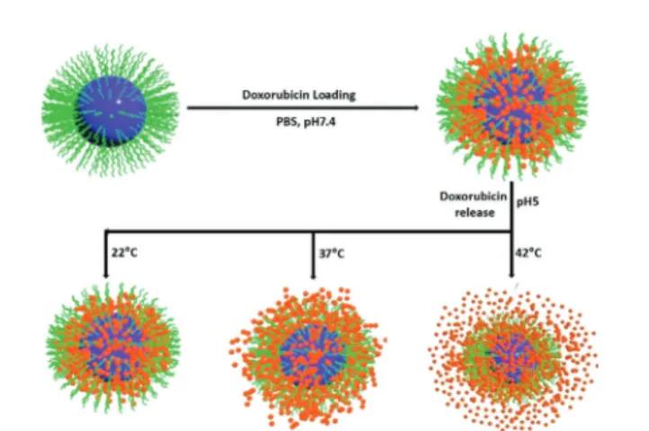 Fig. 5 Toxicity of SPION–PNIPAM (01 and 02), SPION–PNIPAM (01 and 02)-Dox and free Dox on HeLa cells assessed by (a and b) MTT and (c and d) Trypan blue dye exclusion assays after 48 and 72 h incubation