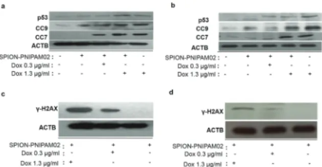 Fig. 7 (a) Xcellence RT life time microscopy images of HeLa cells treated with SPION-PNIPAM02-Dox at diﬀerent concentrations (equivalent to 0.3, 0.6, 1.2, 2.5, 5 and 10 mg mL 1 Dox) at 37 1C