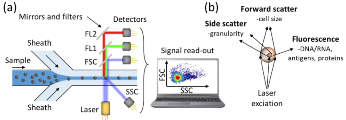 Figure 1.2: An illustration of optical flow cytometry. (a) detection units and (b) demonstration of the scattered lights from the particle of interest