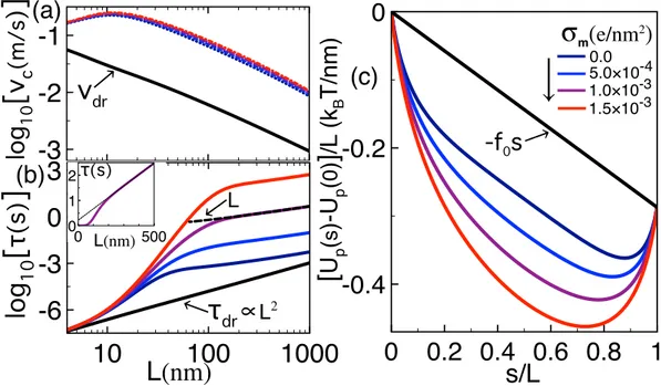 Figure 6b also shows that, at strong enough membrane charges (red curve), the trapping-induced enhancement of the translocation time is followed at large lengths by the linear scaling behavior τ ∝ L equally observed for neutral and weakly charged membranes