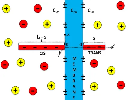 Figure 1. (color online) Schematic representation of the membrane of dielectric permittivity ε m , thickness d, and negative or positive surface charge density σ m 