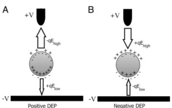 Figure 1. DEP force on an induced dipole with the presence of a non-uniform electric field