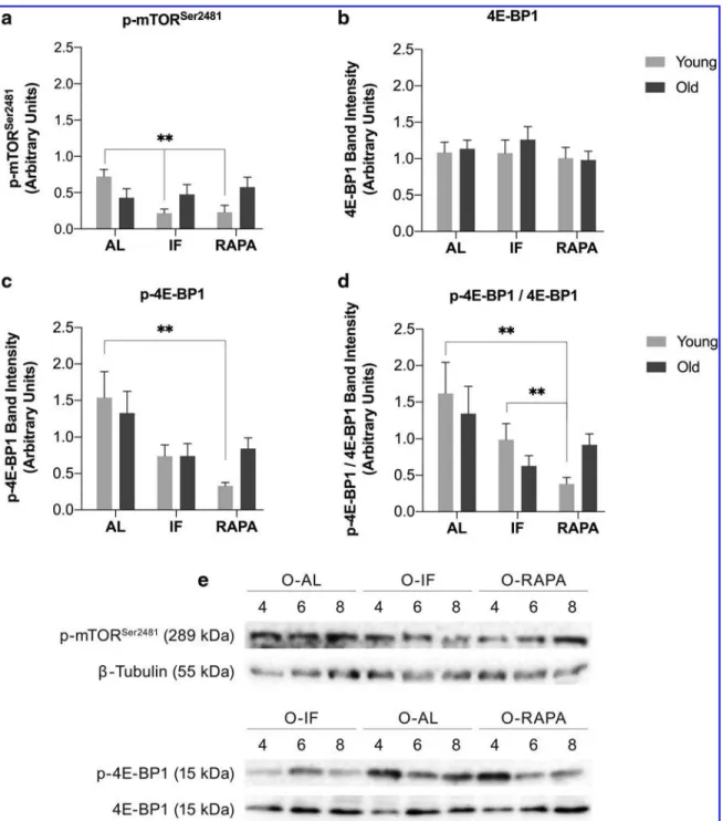 FIG. 2. Changes in the expression levels of p-mTOR Ser2481 (a), 4E-BP1 (b), p-4E-BP1 (c), and the ratio of p-4E-BP1/4E- p-4E-BP1/4E-BP1 (d) in response to RAPA or IF in young and old animals