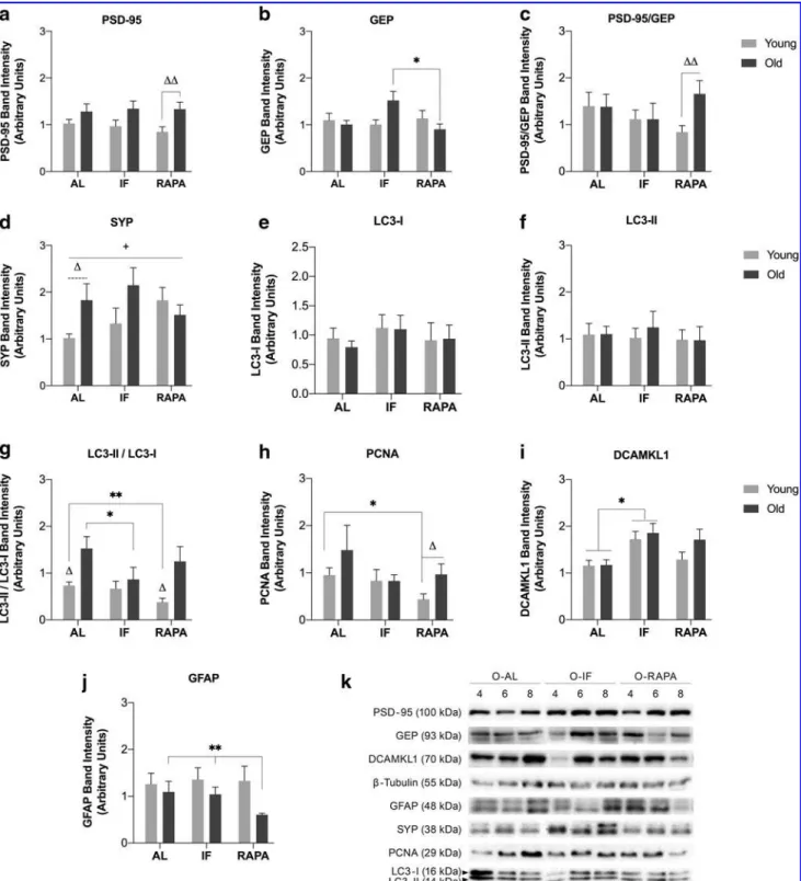 FIG. 3. Changes in the expression levels of PSD-95 (a), GEP (b), the ratio of PSD-95/GEP (c), SYP (d), LC3-I (e), LC3-II (f), LC3-II/LC3-I (g), PCNA (h), DCAMKL1 (i), and GFAP (j) in response to RAPA treatment or IF in young and old animals