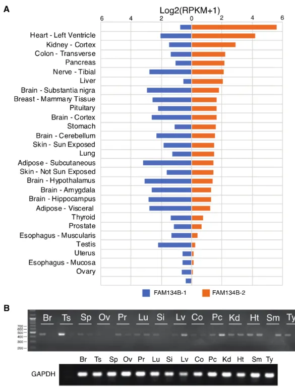 Figure 2. FAM134B isoforms are differentially expressed in human tissues. 