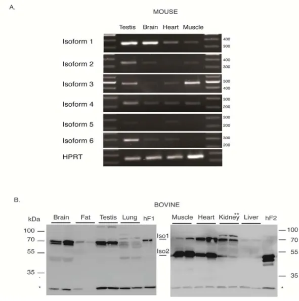 Figure 3. FAM134B isoforms are differentially expressed in mouse and bovine tissues         