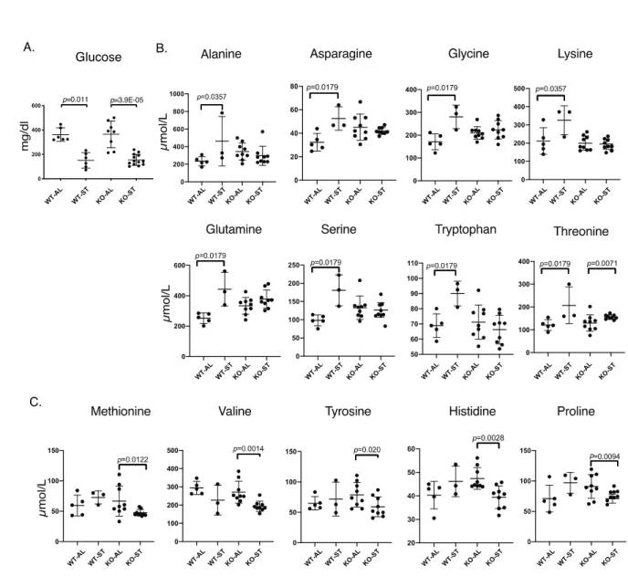 Figure 7. Amino acid release into blood following 36h of starvation is aberrant in Fam134b -/-  mice