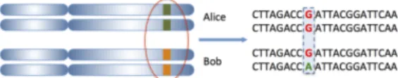Figure 3: Example of a SNP. Alice has two G alleles on this fragment and Bob has one G allele and one A allele.