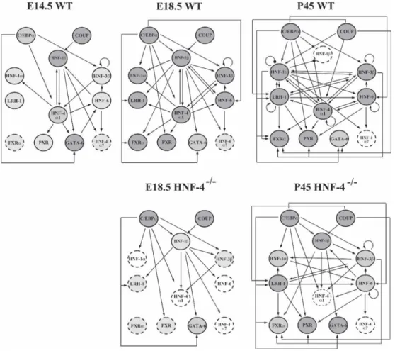 Figure 1.1: Interaction of liver enriched transcription factors in embryonic development and maturity