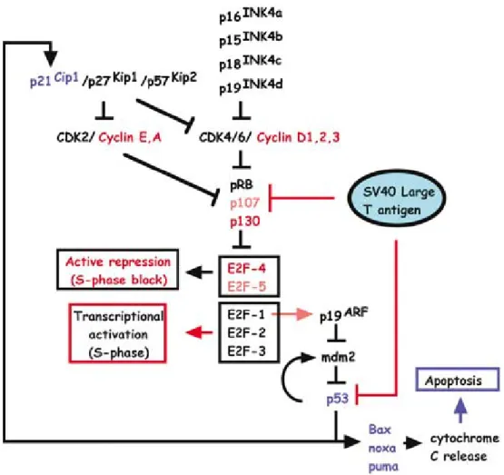Figure 1.2: Effects of SV40 large T antigen in intracellular pathways (adapted from Ahuja et