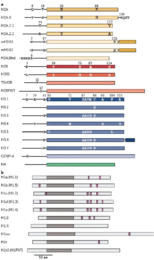 Figure 1.3: Histone variants and difference from their canonical histone counterparts