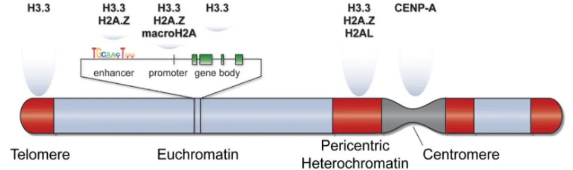 Figure 1.4: Positioning of histone variants on chromosome structure. Different chromosomal regions are occupied with distinct histone variants