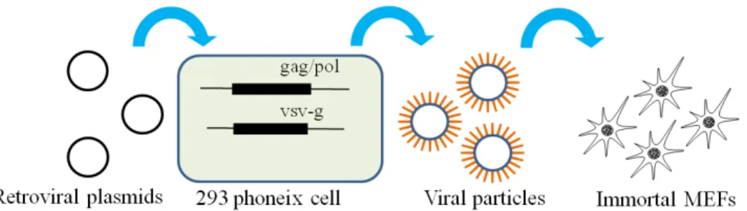 Figure 2.1: Virus production and transduction protocol