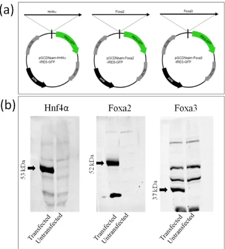 Figure 3.1: Plasmid maps and plasmid verification by western blot. a: