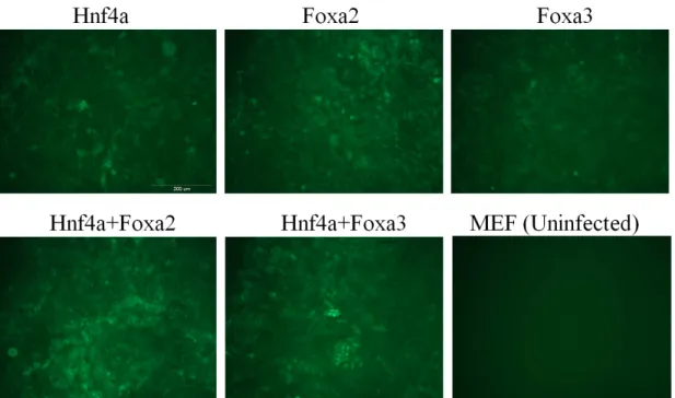 Figure 3.2: Evaluation of viral transduction efficiency by GFP expression. Each picture shows GFP expression of transuduced MEF cells and uninfected MEF cells.