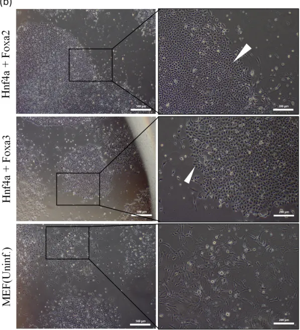 Figure 3.3: Morphological changes of MEFs. a: Cells infected with single Hnf4α, Foxa2 and foxa3 factors shows epithelial like colonies