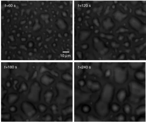 Fig. 2 Bright-field images of phase separation in stacked lipid mixture, consisting of equimolar propor- propor-tions of DOPC and SM, and 30% of Chol immersed in bulk water