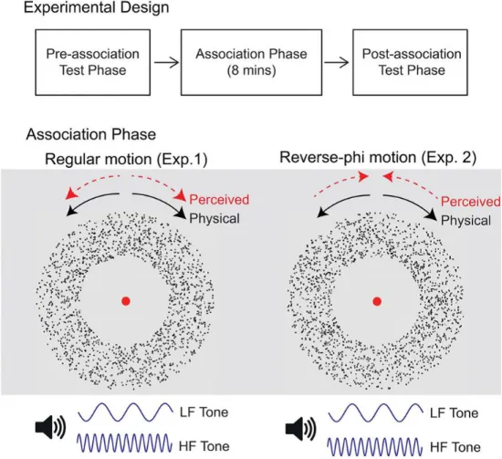 Figure 1.10: Experimental procedure and visual (random motion and reverse-phi motion) and auditory stimuli (low-frequency and high frequency) in association phase in the study of Kafalıg¨ on¨ ul and Oluk [10]