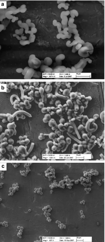 Fig. 6. The SEM images of mesostructured silica obtained from CTAB–P85 system with a CTAB/P85 mole ratio of 2.50 in the presence of (a) 1 g KCl, (b) 5 ml  Cyclo-hexane, and (c) 1 g NaNO 3 .