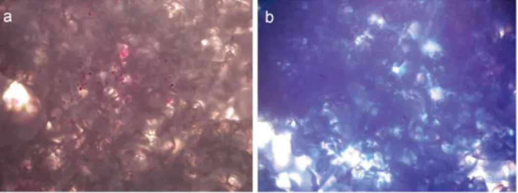 Figure 8. sGAG formation of IPTN samples in the PLGA scaffolds, as shown by Alcian blue (stains chondroitin sulphate blue) and nu- nu-clear fast red (stains the nucleus red) staining at the end of: (a) 1 day; (b) 14 days of incubation (magni ﬁcation  4)