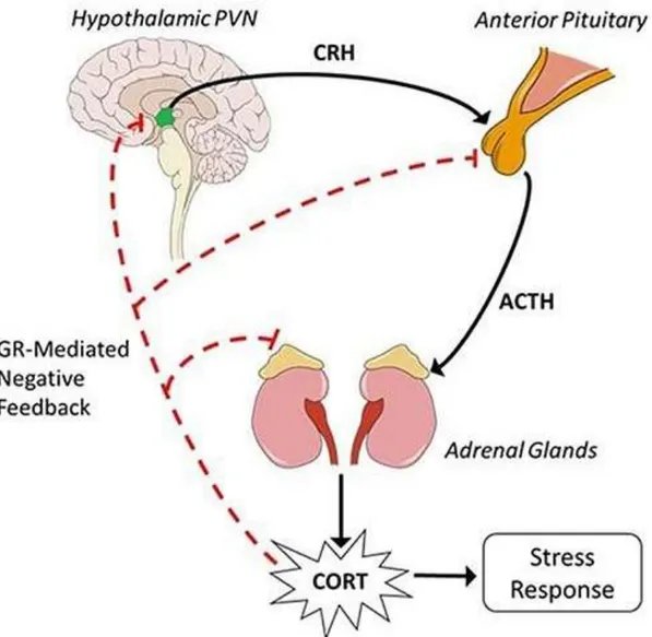 Figure 1.3. Demonstration of hypothalamic-pituitary-axis adapted from the study by  Tapp et al
