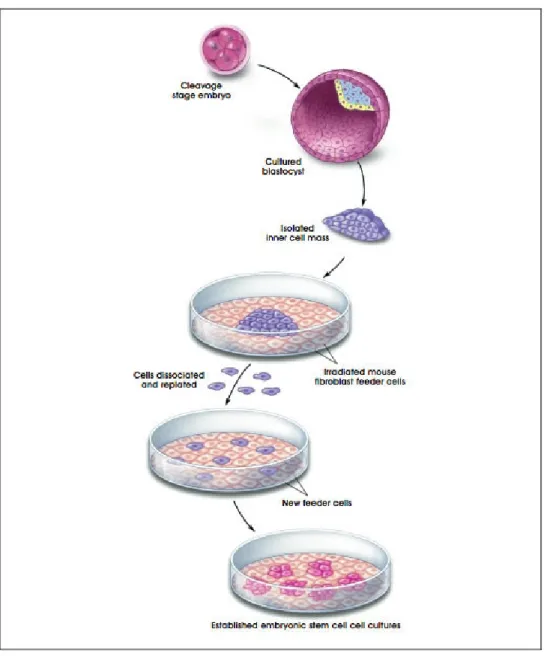 Figure 1.2 Tissue culture methods of ESCs (http://stemcells.nih.gov/) 