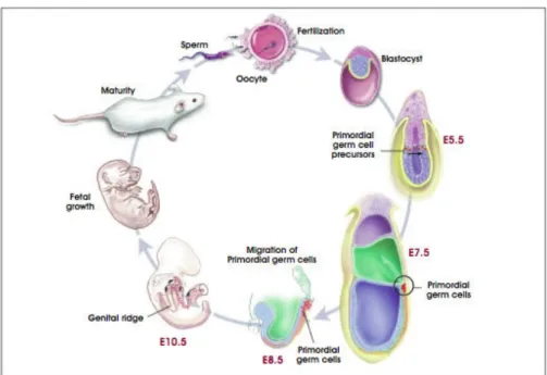 Figure 1.3 The role of primordial germ cells in life cycle  (http://stemcells.nih.gov/info/scireport/appendixA.asp) 