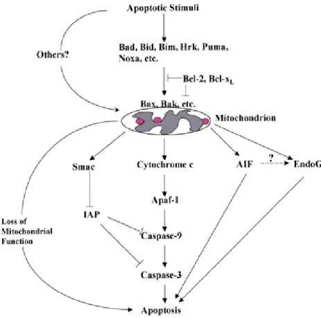 Figure 1.8 Mitochondrial regulation of apoptosis (Wang, 2001) 