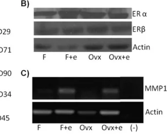 Fig. 2 Effect of estrogen on the bone marrow-derived mesenchymal stem cells. a CFU activities and the number of the cells in a colony * indicates p ≤0.05; b Differentiation capacities of MSCs in the absence