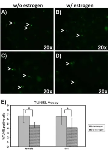 Fig. 4 Expression of a anti-apoptotic and b pro-apoptotic members of Bcl-2 family of proteins in MSCs determined by Western blot