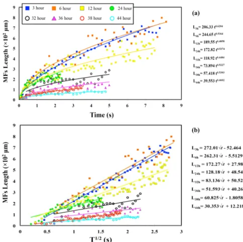 Fig. 3. Length of the MFs vs. time in the best ﬁtted curves (a), and in the conventional presentation of MF growth ( ∝ L t )