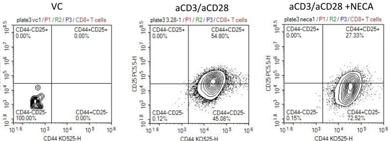 Figure  4.2  Adenosine  signaling  inhibits  CD8 + T  cells  accumulation  in  vitro.  Flow  staining  was  performed  to  find  the  cell  density  (cell/µl)