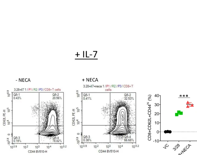 Figure 4.12: Il-7 has no influence on the memory differentiation of NECA stimulated  CD8 + T cells