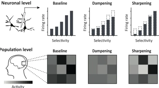 Figure 1.4: Two competing views of expectation suppression. According to the damp- damp-ening account of expectation suppression, neurons that are highly selective for an expected stimulus are mostly activated by the observation of that stimulus, and their