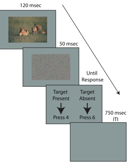 Figure 2.4: Trial sequence for the animal classification task. The procedure was identical for the water classification task.