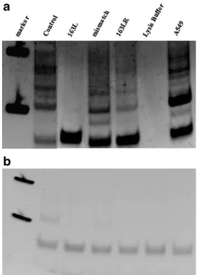 Fig. 3 Oil Red O staining to determine adipogenic differentiation of MSCs. a control and c 163LR group by using induction media