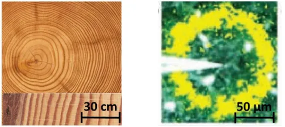 Figure  3: (Left) Cross-section of a tree trunk with distinguishable tree rings.  (Right) Ca  waves entering a retinal cell upon mechanical stimulation, reproduced from Grzybowski, 