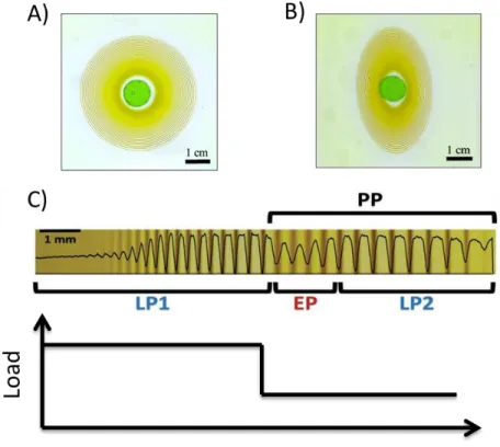 Figure 4: A) LPs formed in 2D arrays at 20 o C B) LPs formed in elastically deformed 2D  array