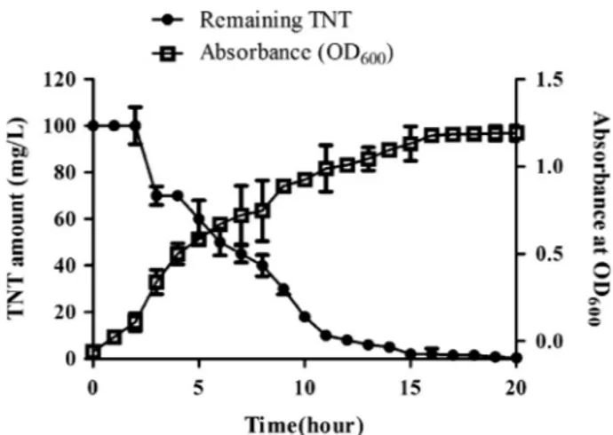 Fig. 1. TNT degradation rate vs. bacterial growth of STE 11 strain. Time course of bacterial growth regarding to the change of turbidity (the absorbance) and TNT degradation in TNT-contained cultures.